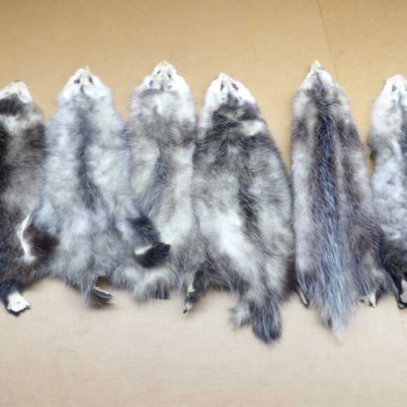 1 Pcs Professionally Tanned Opossum Hide Perfect for Crafts & Taxidermy Real Fur - Picture 2 of 3